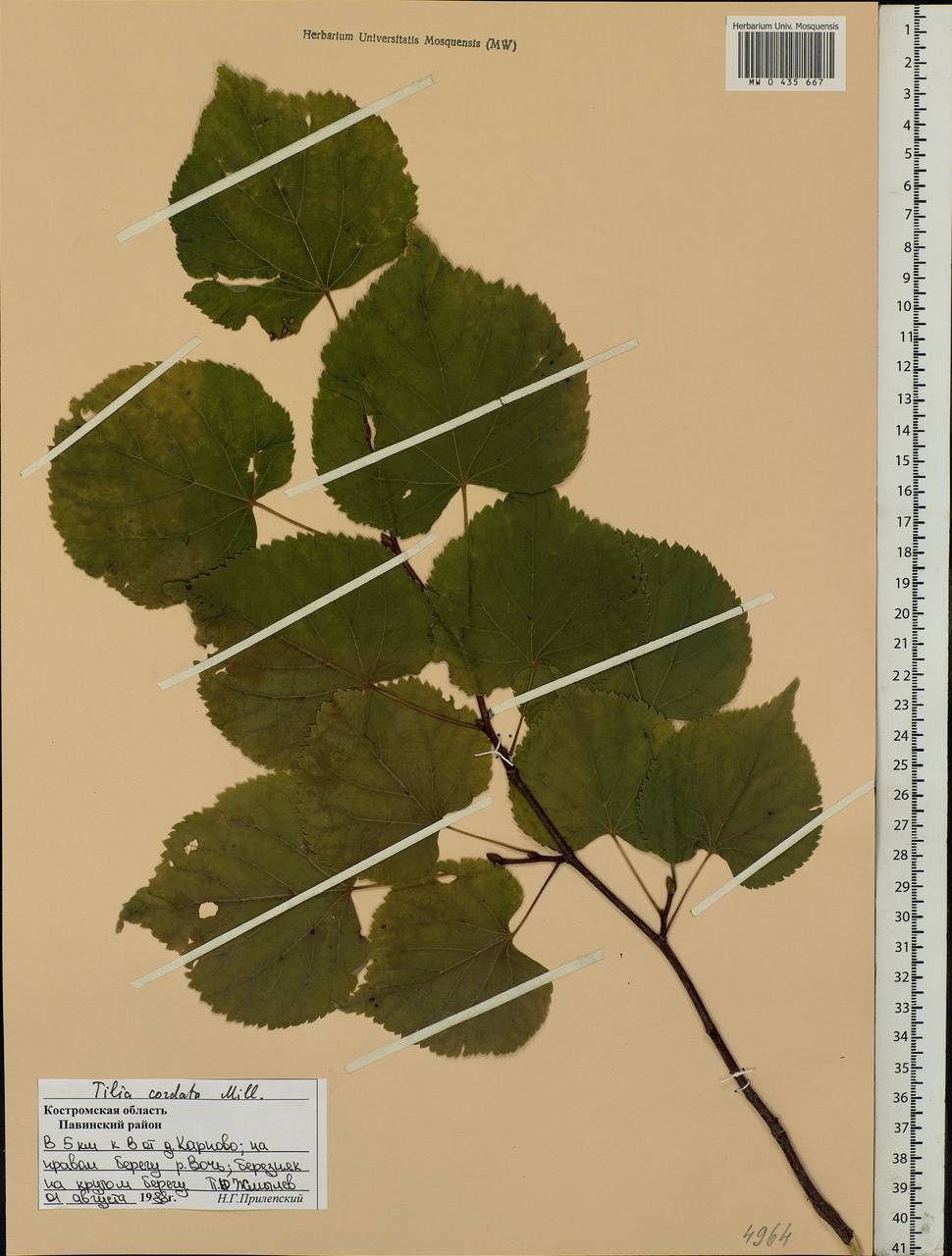 Tilia cordata Mill., Eastern Europe, Central forest region (E5) (Russia)