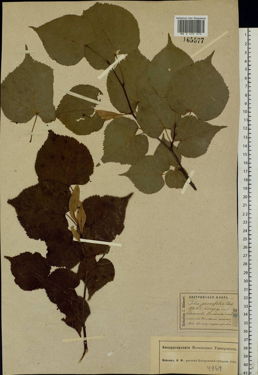 Tilia cordata Mill., Eastern Europe, Central forest region (E5) (Russia)