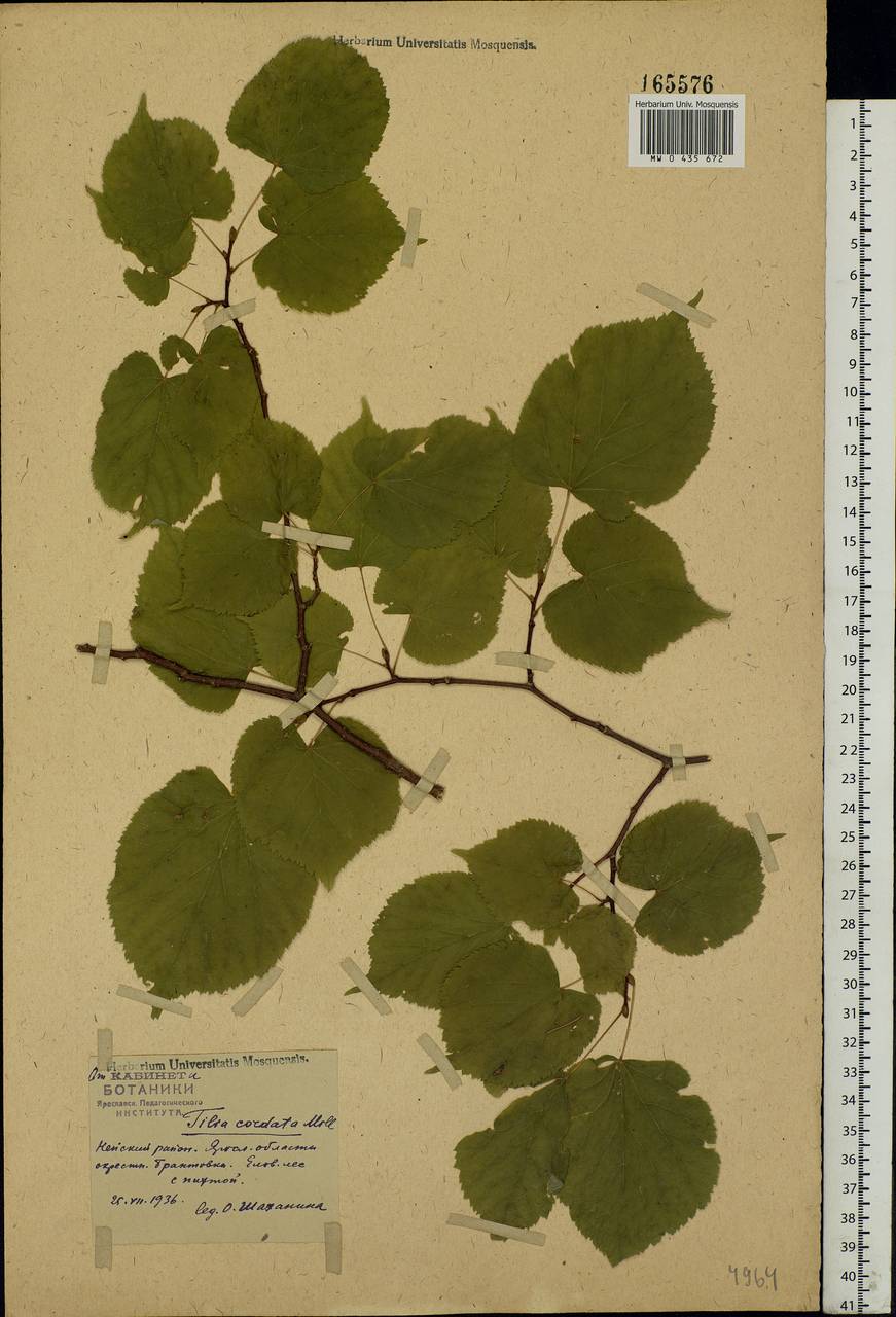 Tilia cordata Mill., Eastern Europe, Central forest region (E5) (Russia)