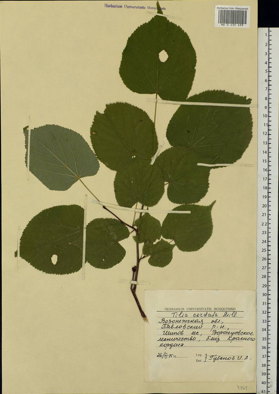 Tilia cordata Mill., Eastern Europe, Central forest-and-steppe region (E6) (Russia)