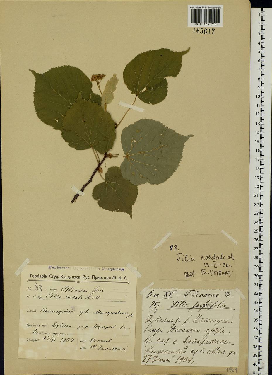 Tilia cordata Mill., Eastern Europe, Volga-Kama region (E7) (Russia)