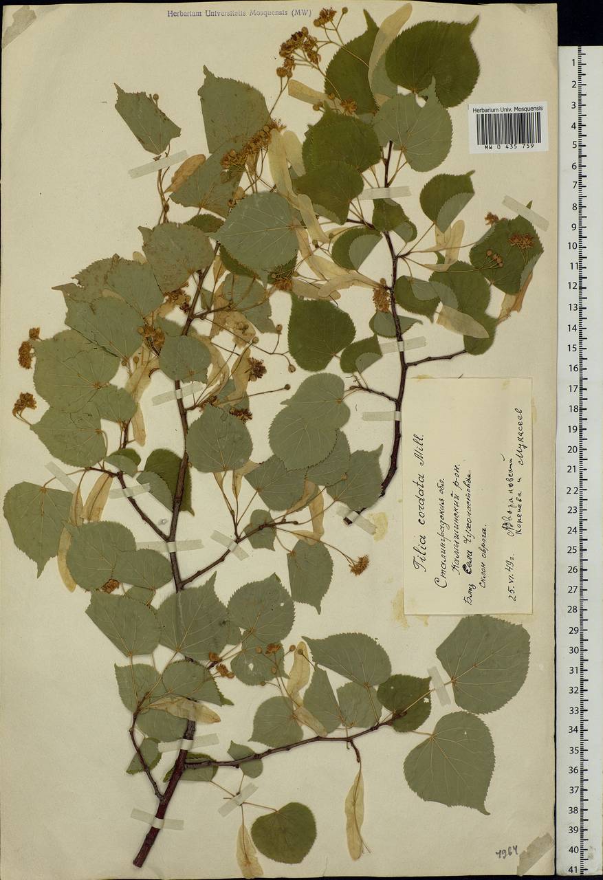 Tilia cordata Mill., Eastern Europe, Lower Volga region (E9) (Russia)