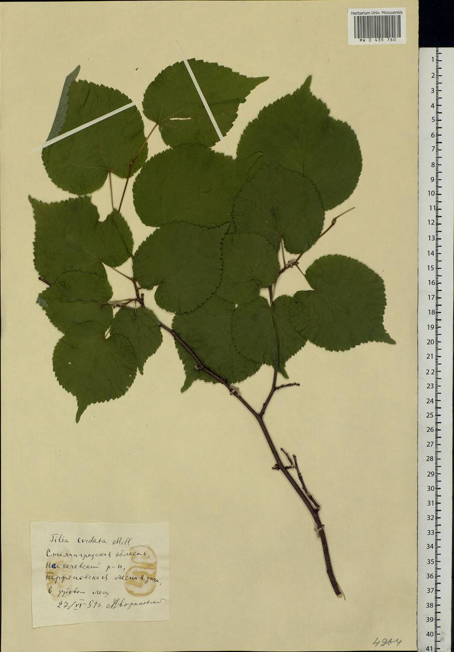 Tilia cordata Mill., Eastern Europe, Lower Volga region (E9) (Russia)