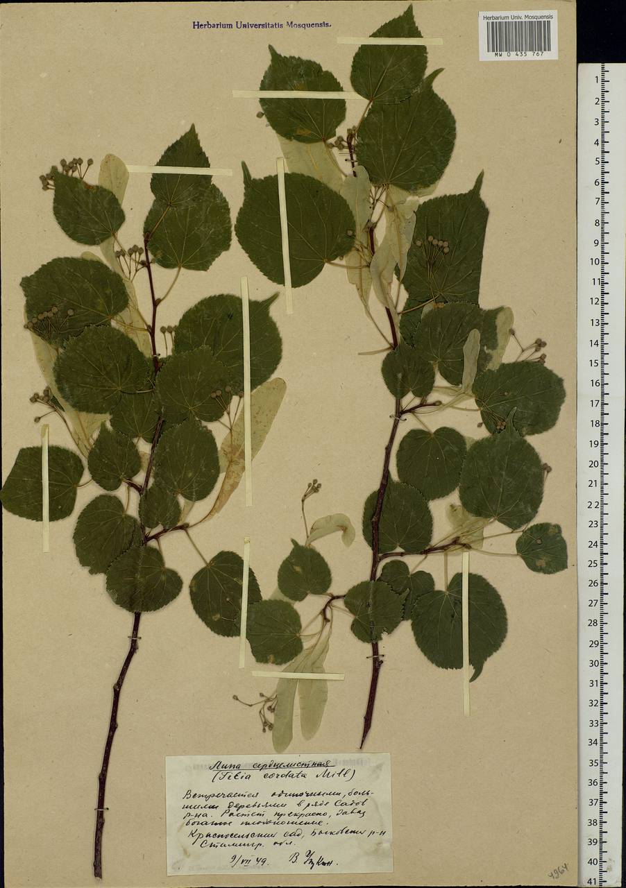 Tilia cordata Mill., Eastern Europe, Lower Volga region (E9) (Russia)