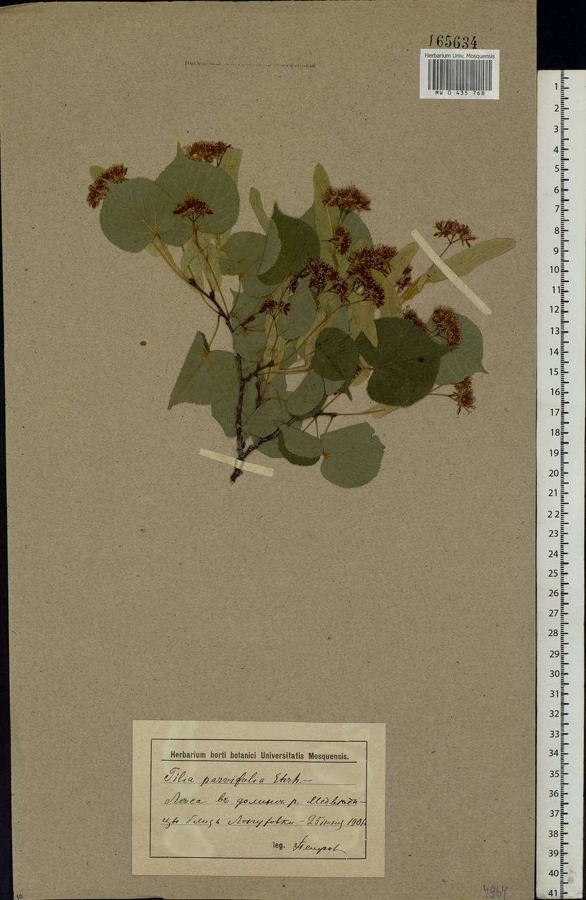 Tilia cordata Mill., Eastern Europe, Lower Volga region (E9) (Russia)