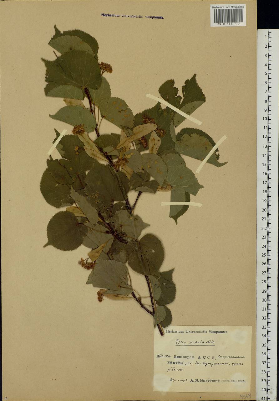 Tilia cordata Mill., Eastern Europe, Eastern region (E10) (Russia)