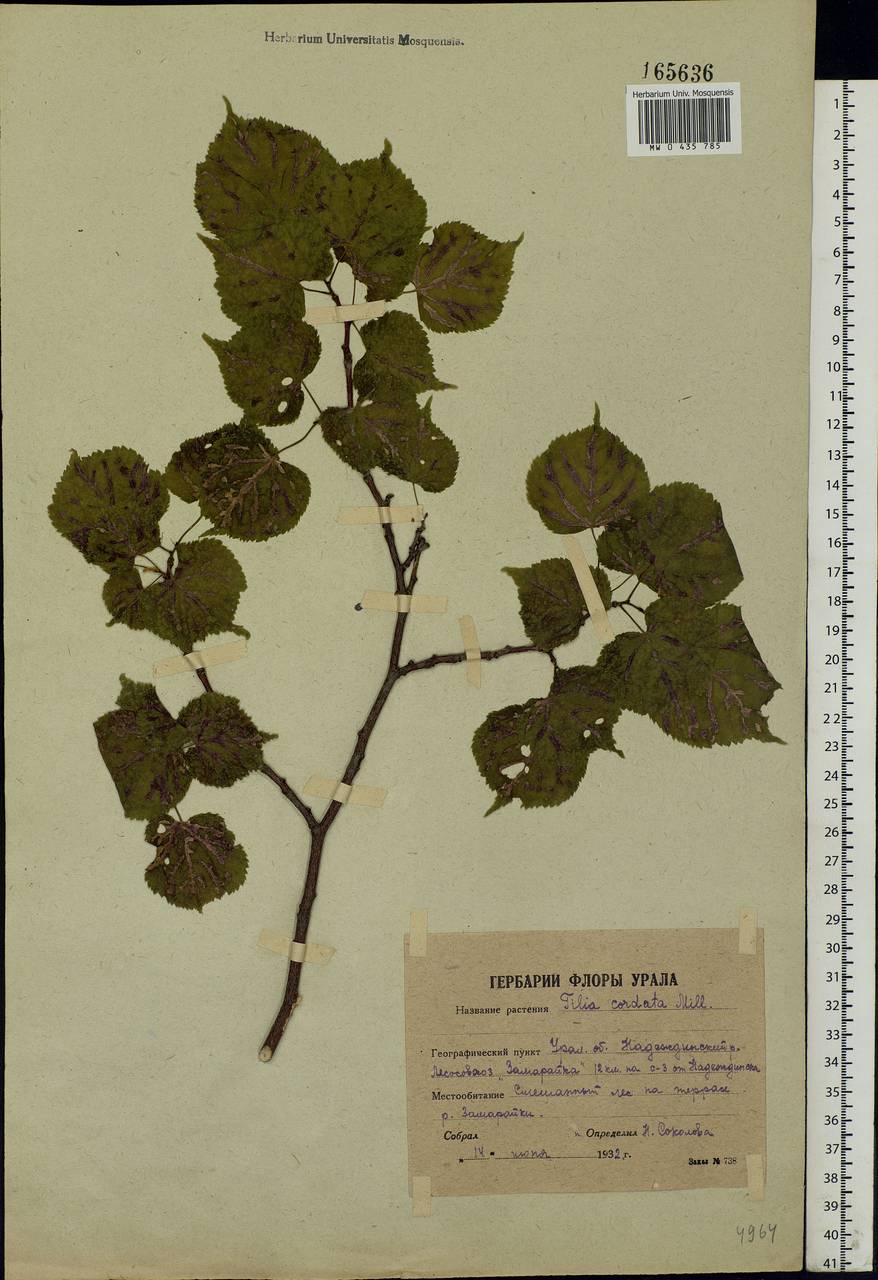 Tilia cordata Mill., Eastern Europe, Eastern region (E10) (Russia)