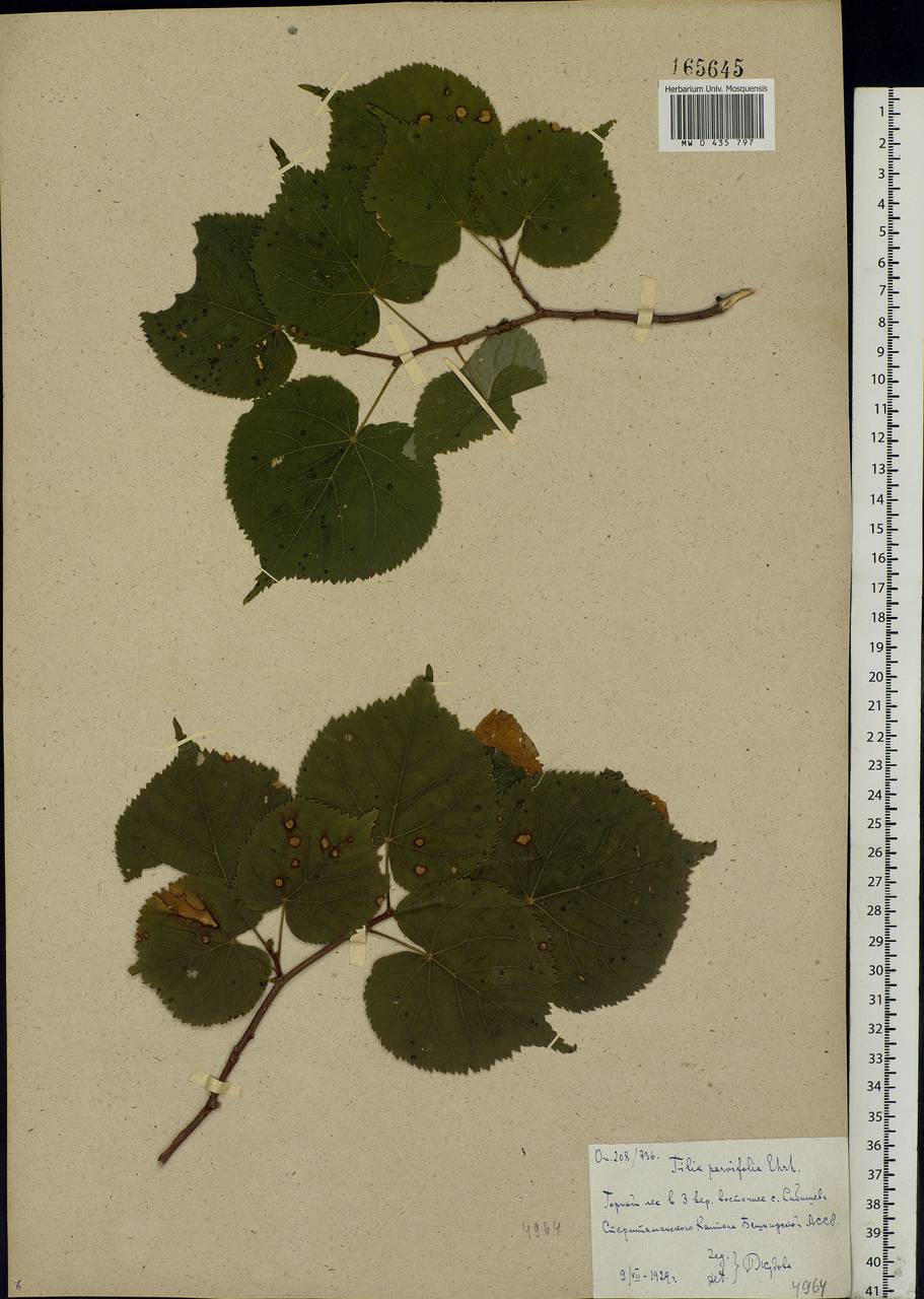 Tilia cordata Mill., Eastern Europe, Eastern region (E10) (Russia)