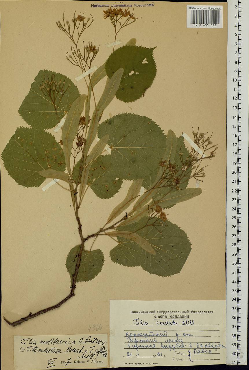 Tilia cordata Mill., Eastern Europe, Moldova (E13a) (Moldova)