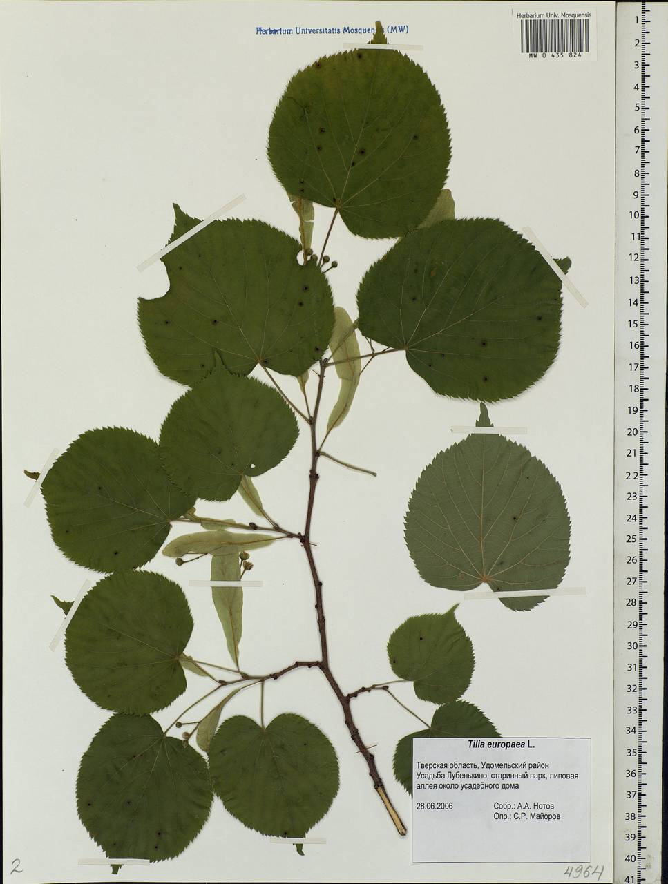 Tilia × europaea L., Eastern Europe, North-Western region (E2) (Russia)