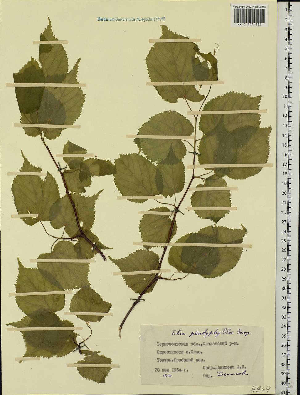 Tilia platyphyllos Scop., Eastern Europe, South Ukrainian region (E12) (Ukraine)