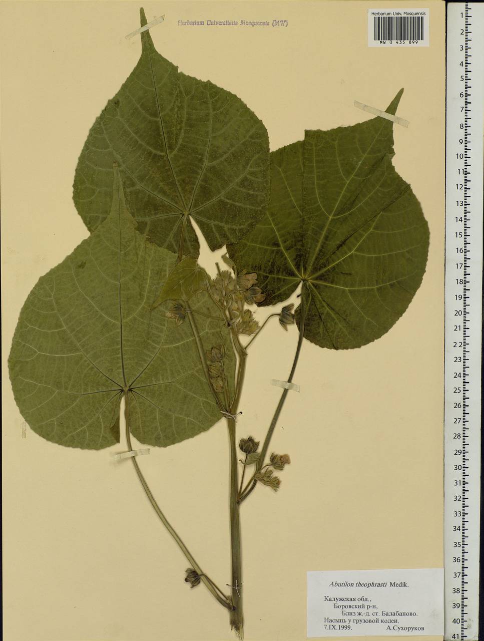 Abutilon theophrasti Medik., Eastern Europe, Central region (E4) (Russia)