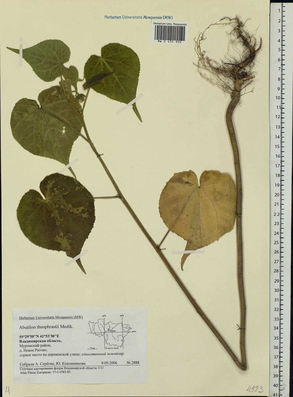 Abutilon theophrasti Medik., Eastern Europe, Central region (E4) (Russia)