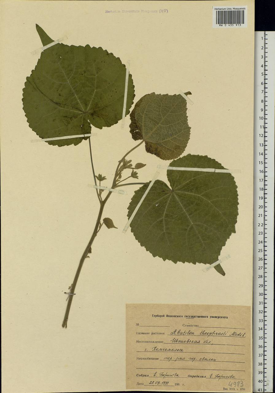 Abutilon theophrasti Medik., Eastern Europe, Central forest region (E5) (Russia)