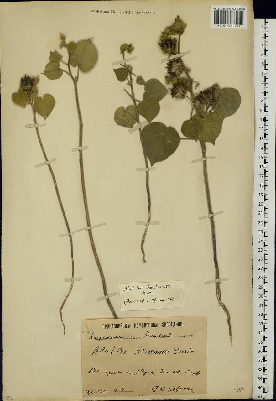 Abutilon theophrasti Medik., Eastern Europe, Lower Volga region (E9) (Russia)