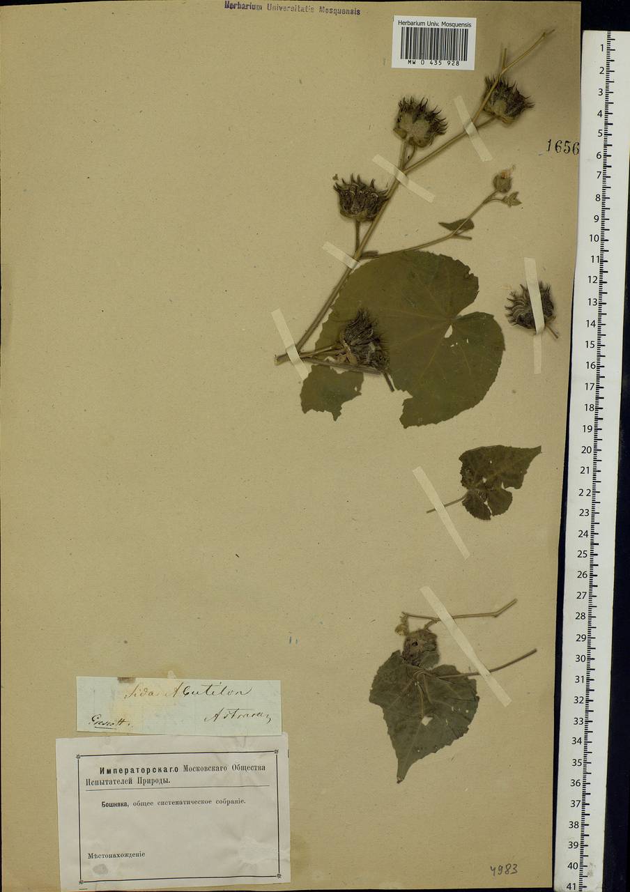 Abutilon theophrasti Medik., Eastern Europe, Lower Volga region (E9) (Russia)