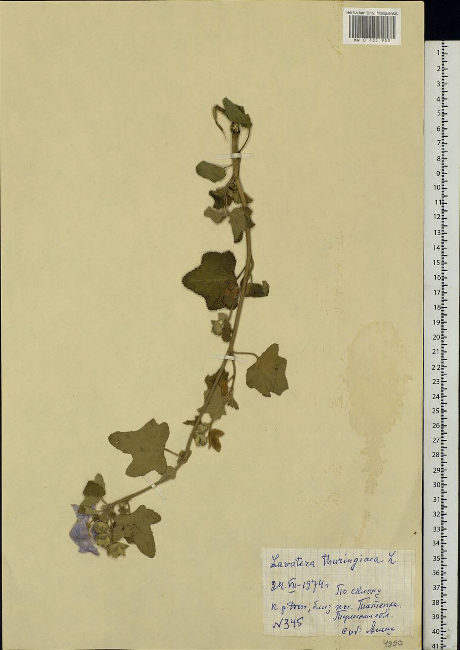 Malva thuringiaca subsp. thuringiaca, Eastern Europe, Central region (E4) (Russia)