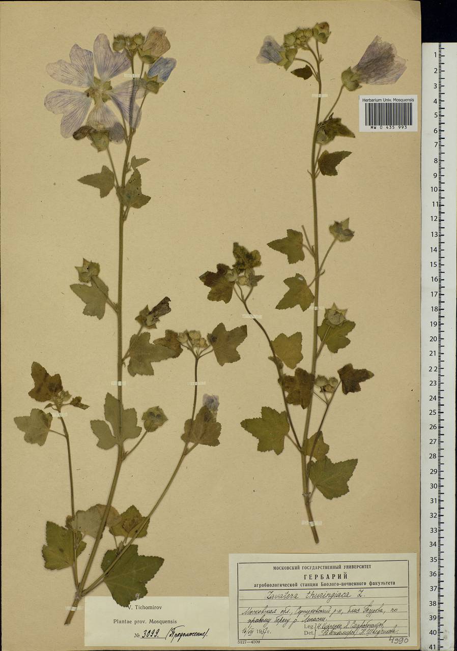 Malva thuringiaca subsp. thuringiaca, Eastern Europe, Moscow region (E4a) (Russia)
