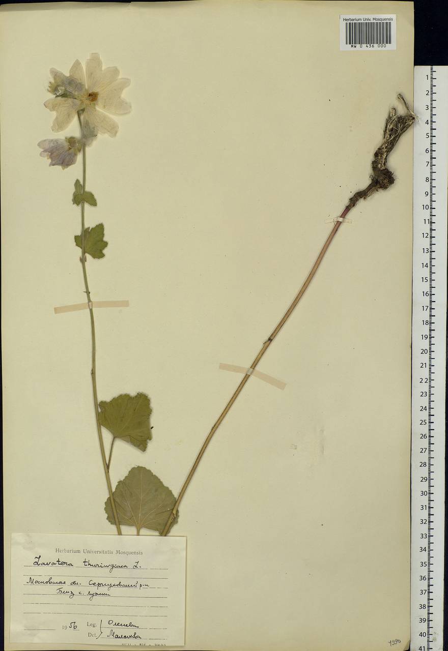 Malva thuringiaca subsp. thuringiaca, Eastern Europe, Moscow region (E4a) (Russia)