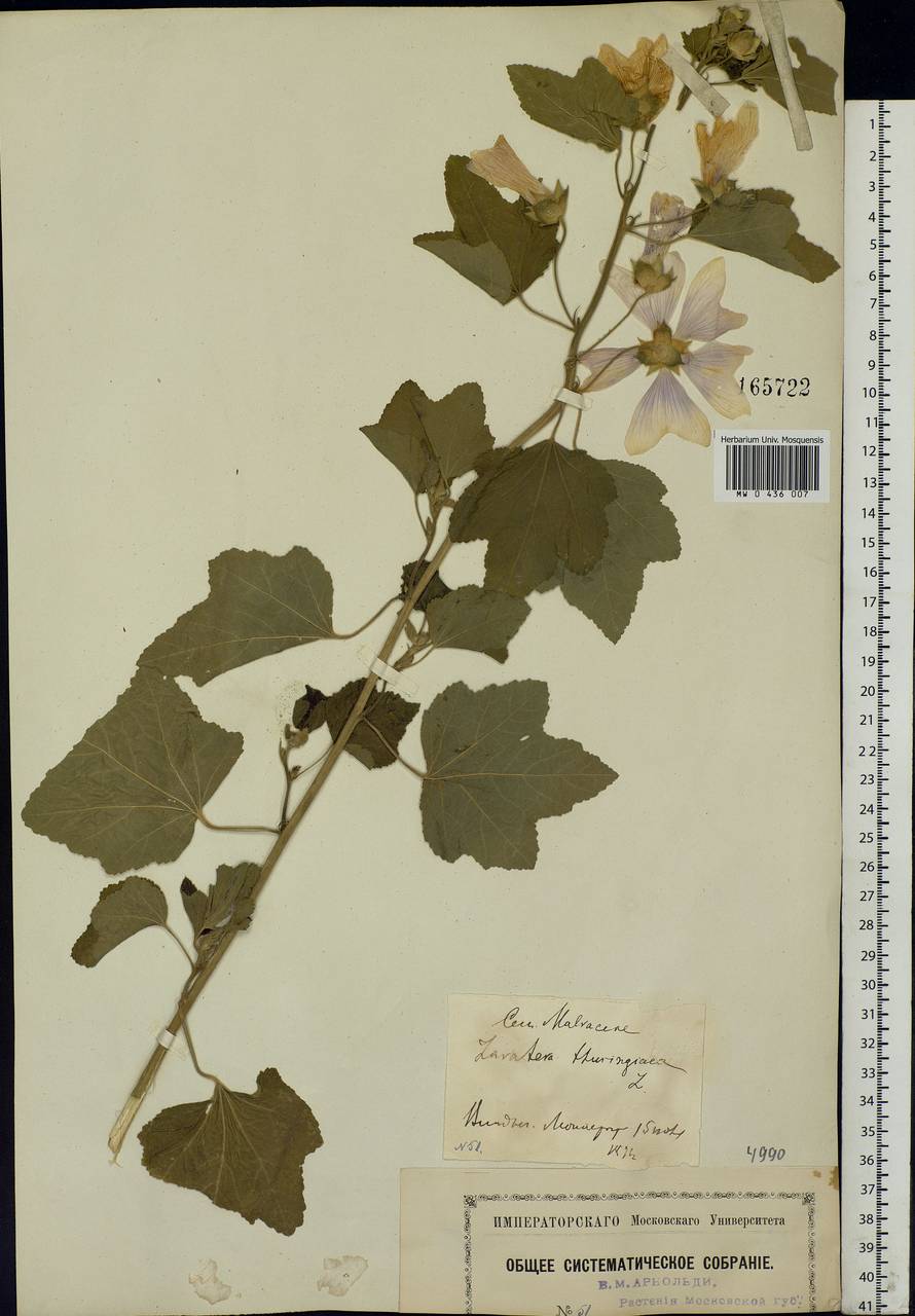 Malva thuringiaca subsp. thuringiaca, Eastern Europe, Moscow region (E4a) (Russia)
