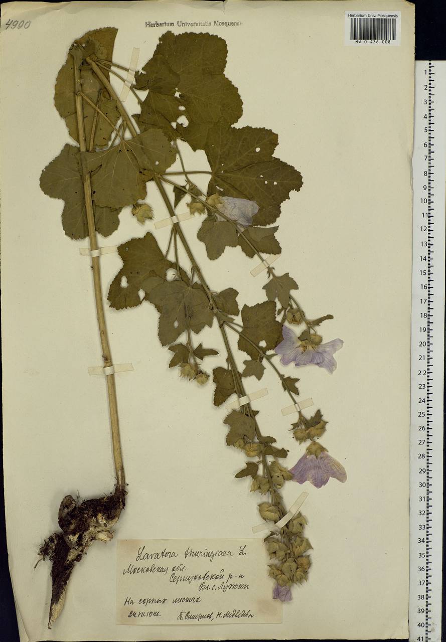 Malva thuringiaca subsp. thuringiaca, Eastern Europe, Moscow region (E4a) (Russia)