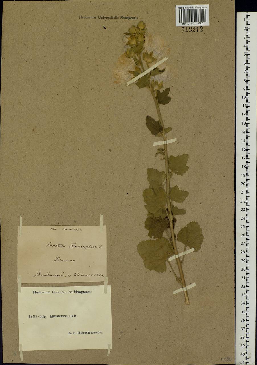 Malva thuringiaca subsp. thuringiaca, Eastern Europe, Moscow region (E4a) (Russia)