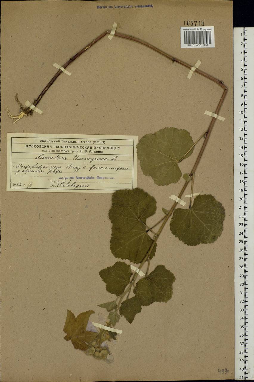 Malva thuringiaca subsp. thuringiaca, Eastern Europe, Moscow region (E4a) (Russia)