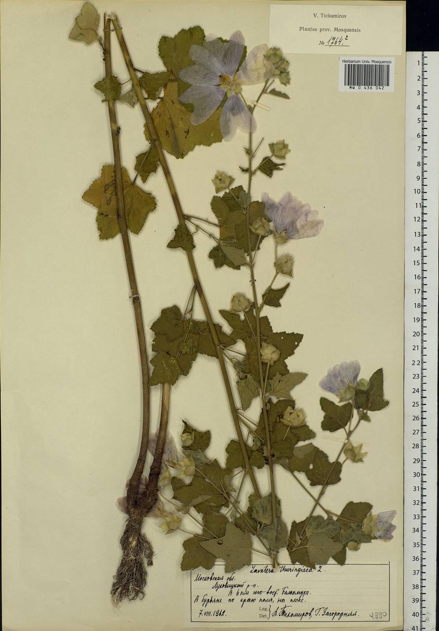 Malva thuringiaca subsp. thuringiaca, Eastern Europe, Moscow region (E4a) (Russia)