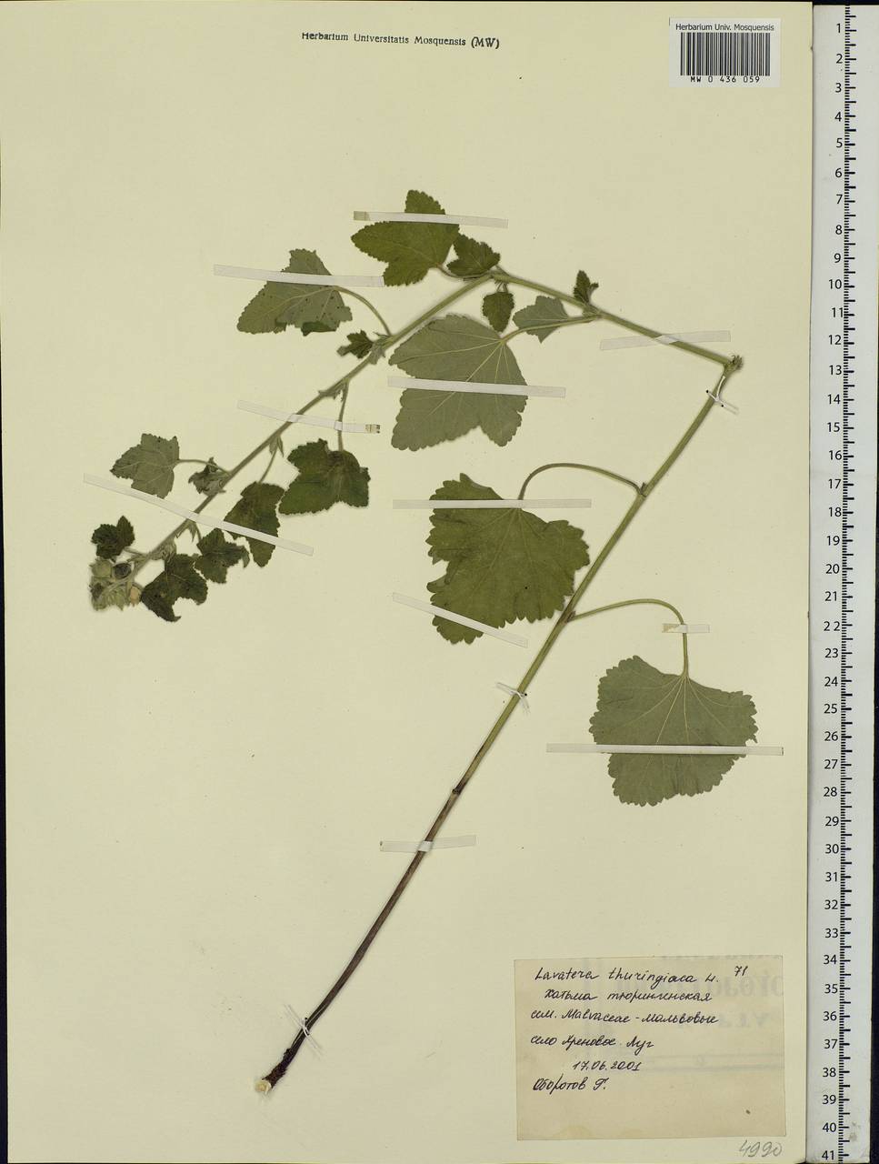 Malva thuringiaca subsp. thuringiaca, Eastern Europe, Central forest-and-steppe region (E6) (Russia)