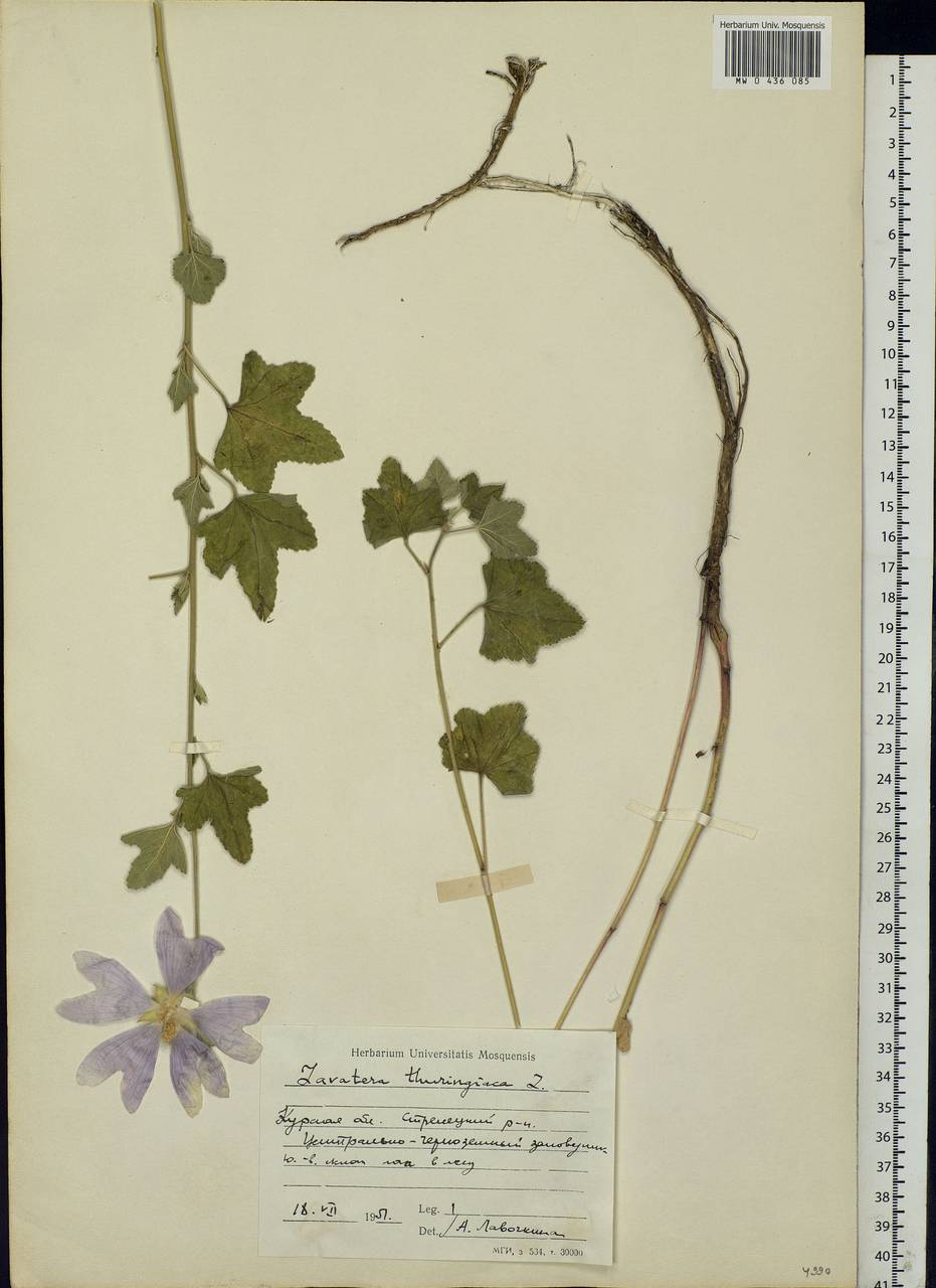 Malva thuringiaca subsp. thuringiaca, Eastern Europe, Central forest-and-steppe region (E6) (Russia)