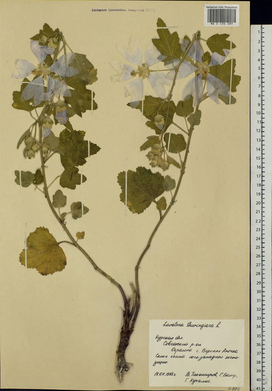 Malva thuringiaca subsp. thuringiaca, Eastern Europe, Central forest-and-steppe region (E6) (Russia)