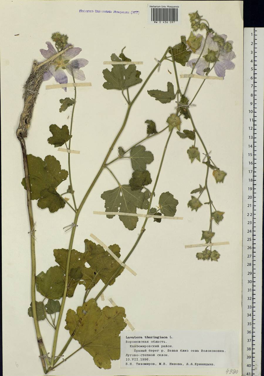 Malva thuringiaca subsp. thuringiaca, Eastern Europe, Central forest-and-steppe region (E6) (Russia)