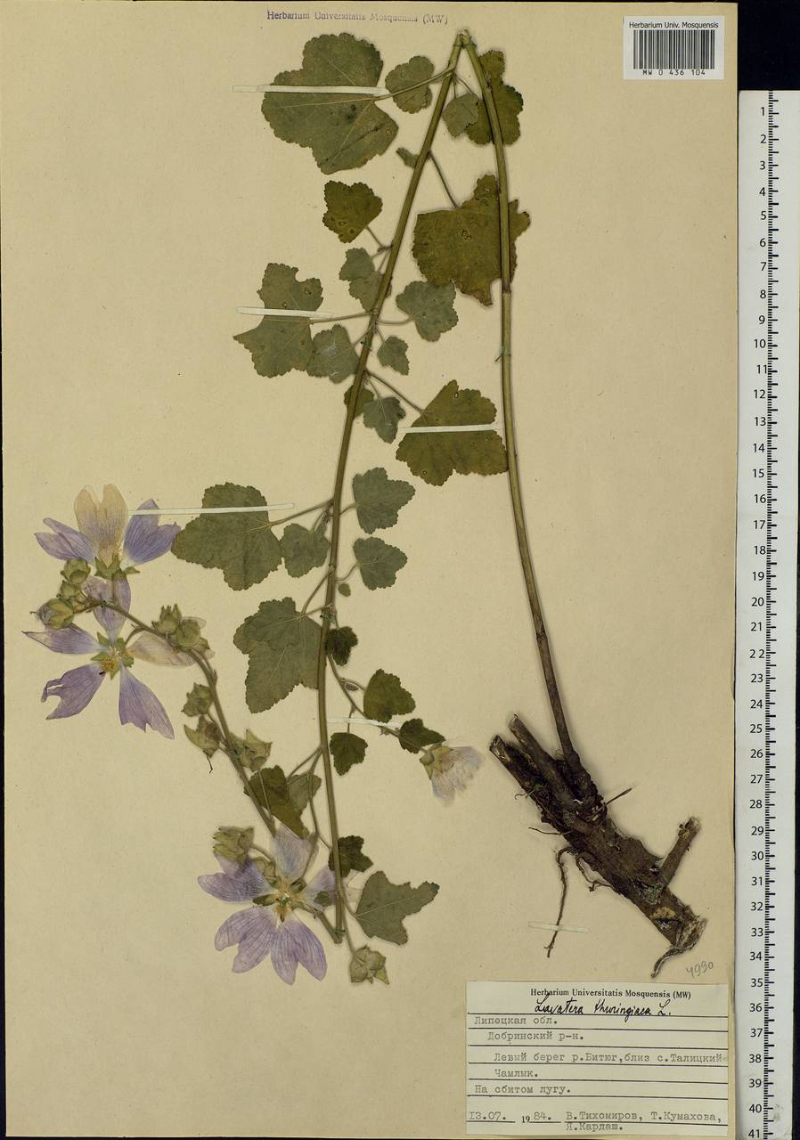 Malva thuringiaca subsp. thuringiaca, Eastern Europe, Central forest-and-steppe region (E6) (Russia)