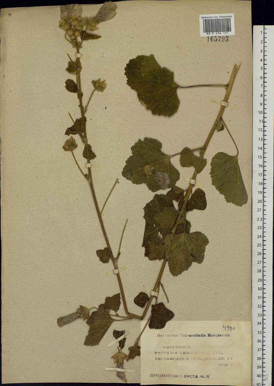 Malva thuringiaca subsp. thuringiaca, Eastern Europe, Middle Volga region (E8) (Russia)