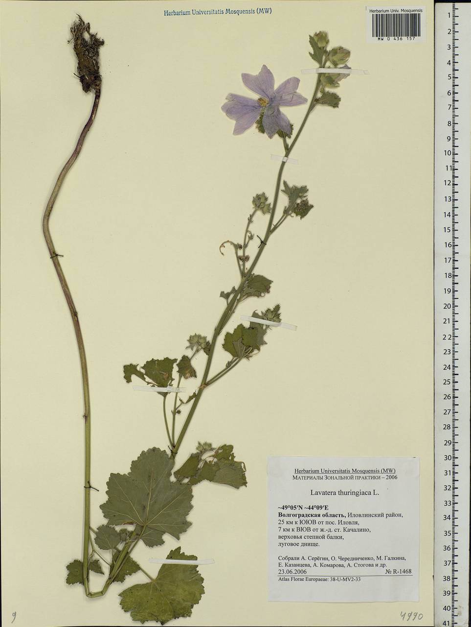 Malva thuringiaca subsp. thuringiaca, Eastern Europe, Lower Volga region (E9) (Russia)