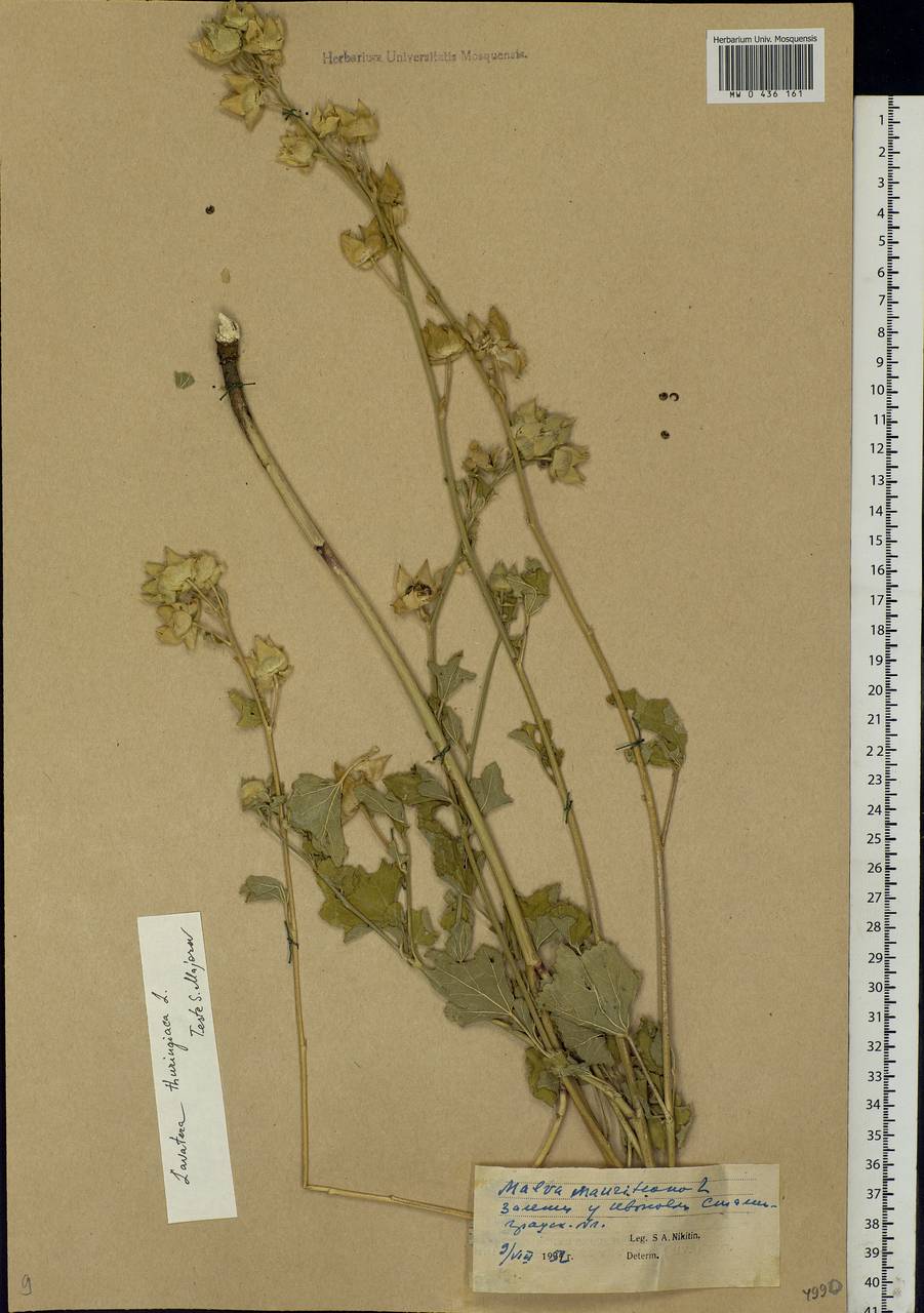 Malva thuringiaca subsp. thuringiaca, Eastern Europe, Lower Volga region (E9) (Russia)
