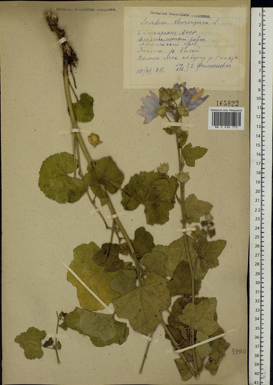 Malva thuringiaca subsp. thuringiaca, Eastern Europe, Eastern region (E10) (Russia)