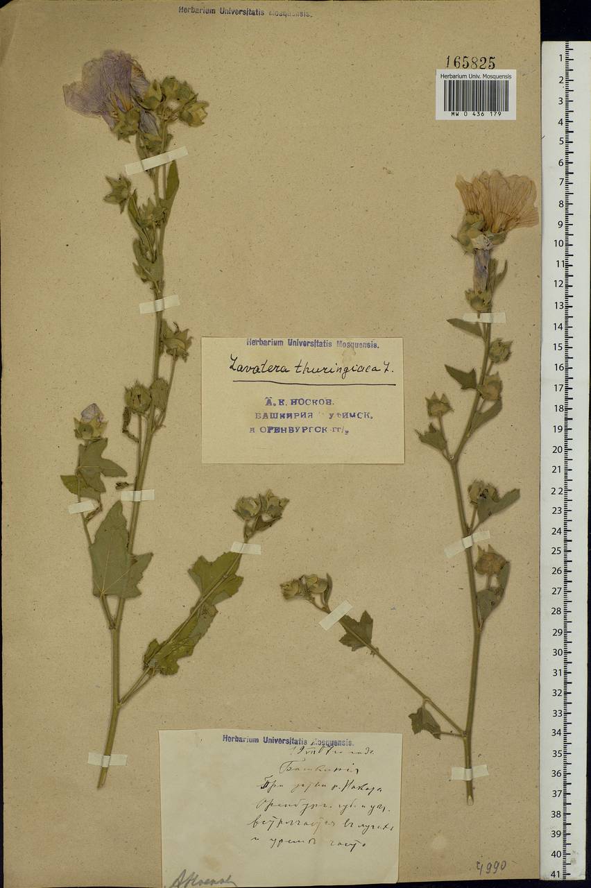 Malva thuringiaca subsp. thuringiaca, Eastern Europe, Eastern region (E10) (Russia)