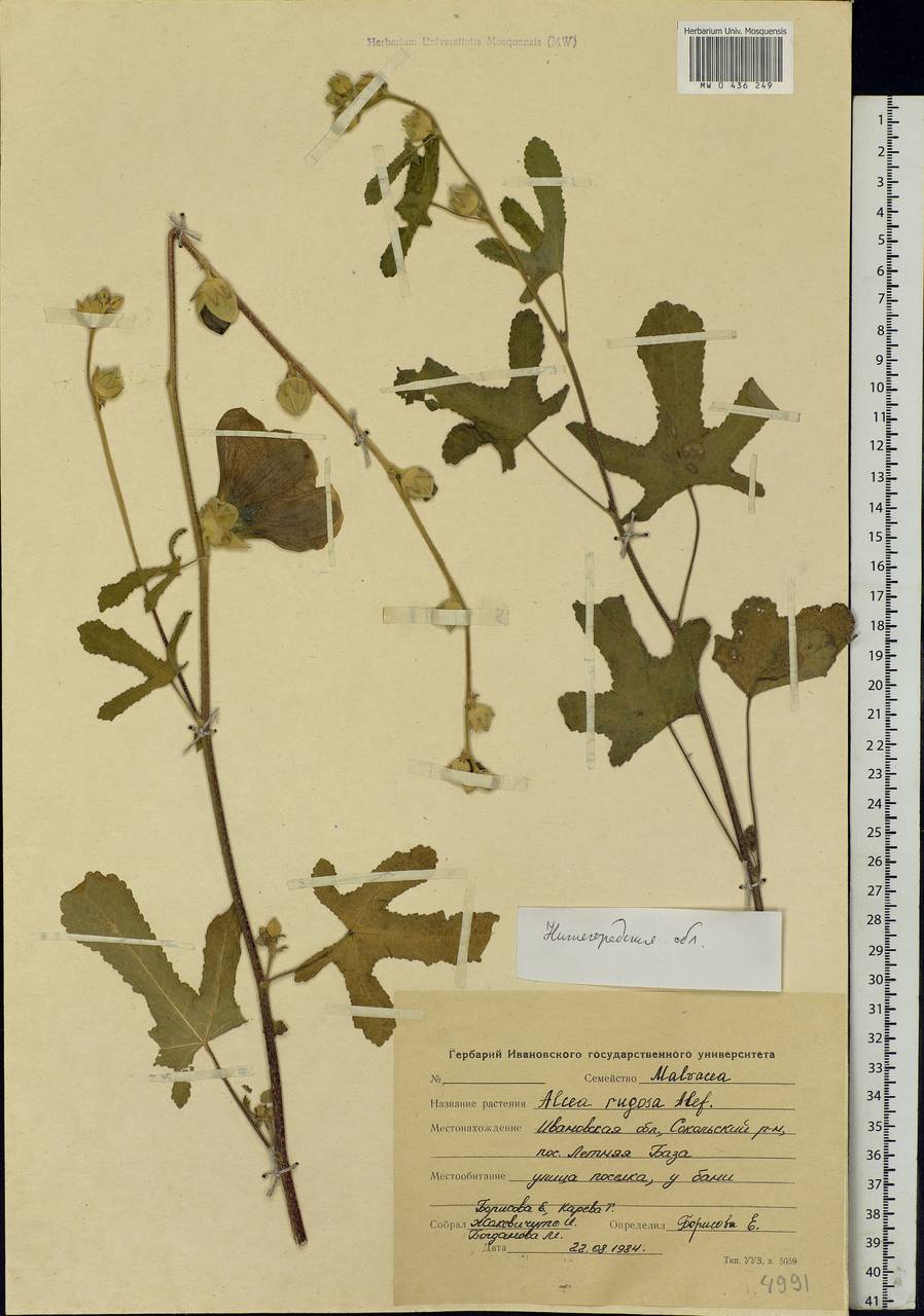 Alcea rugosa Alef., Eastern Europe, Volga-Kama region (E7) (Russia)
