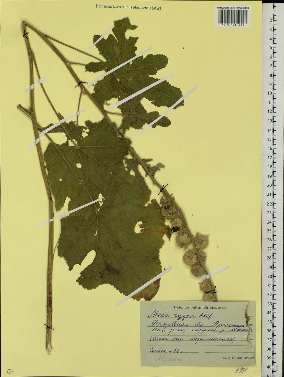 Alcea rugosa Alef., Eastern Europe, Rostov Oblast (E12a) (Russia)