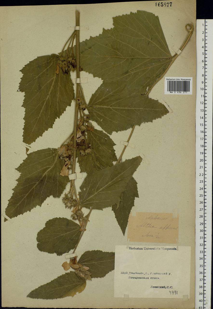 Althaea officinalis L., Eastern Europe, Central forest-and-steppe region (E6) (Russia)