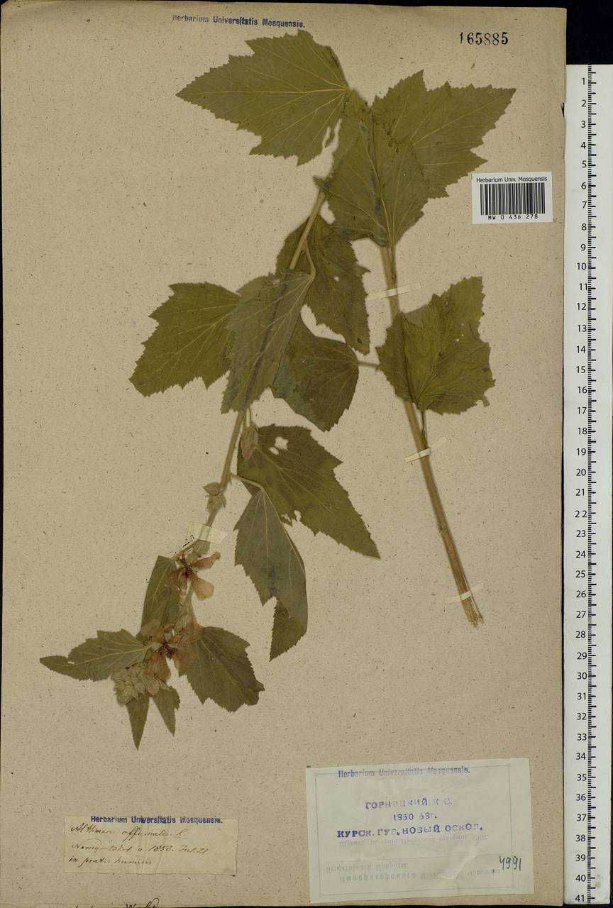 Althaea officinalis L., Eastern Europe, Central forest-and-steppe region (E6) (Russia)