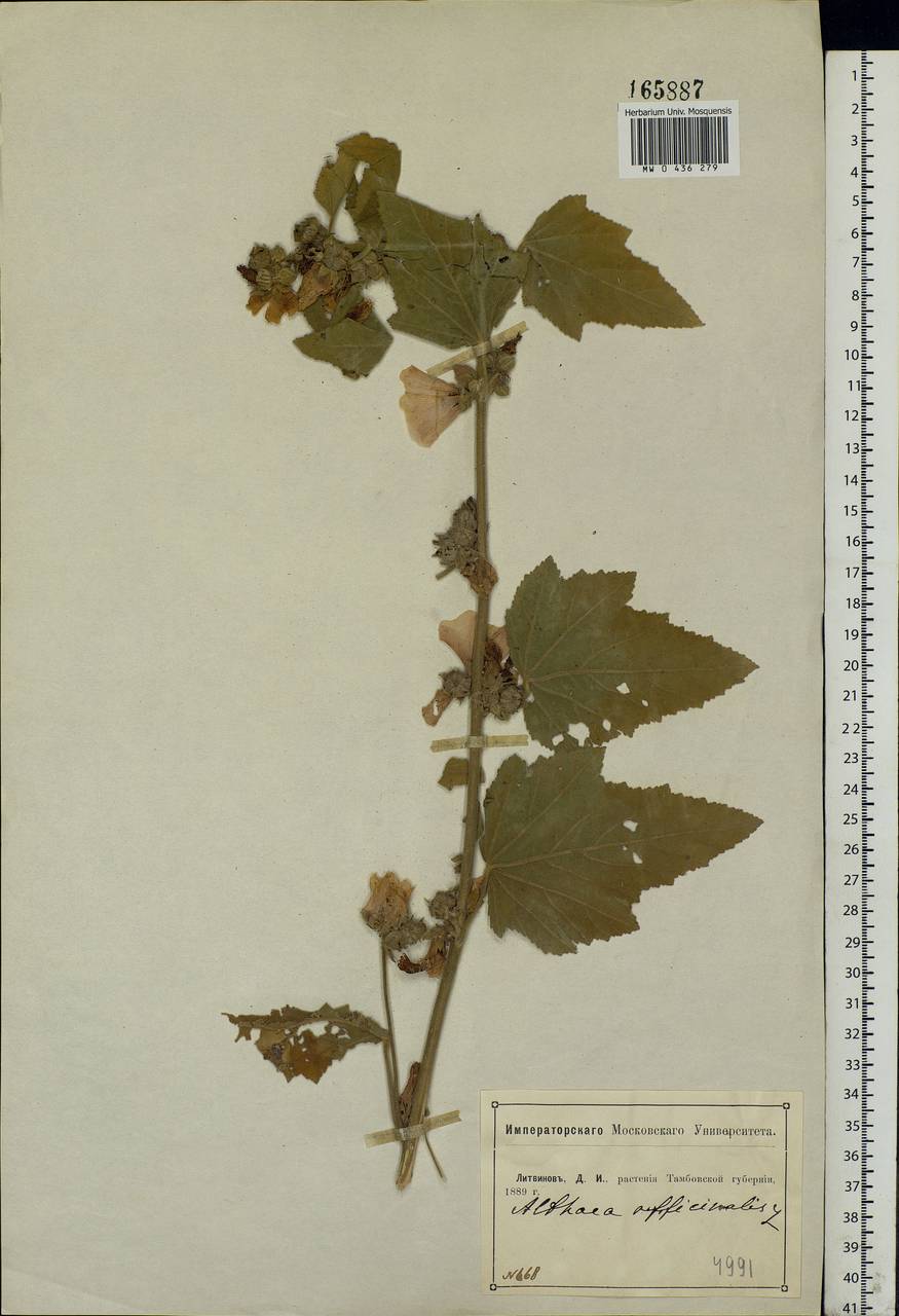 Althaea officinalis L., Eastern Europe, Central forest-and-steppe region (E6) (Russia)
