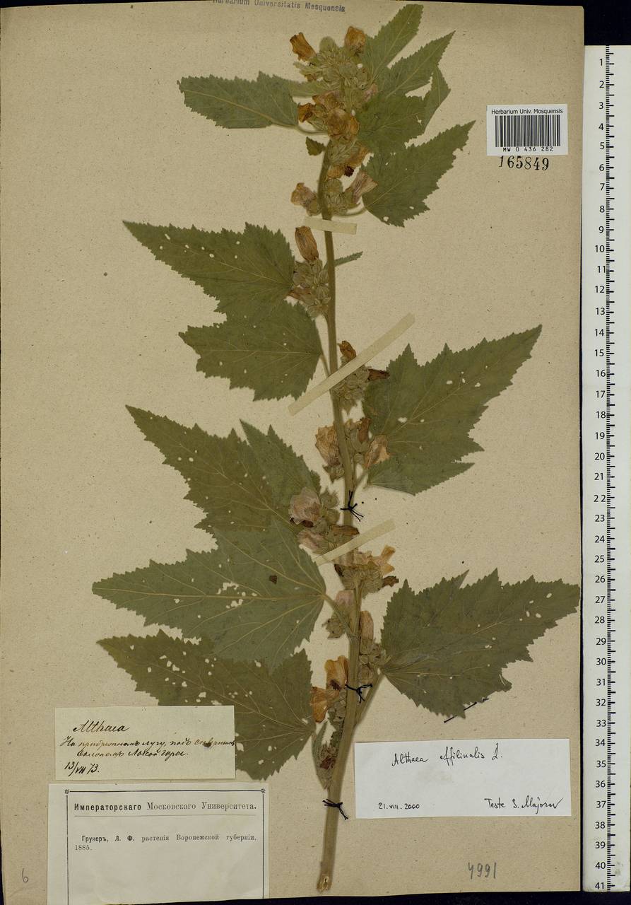 Althaea officinalis L., Eastern Europe, Central forest-and-steppe region (E6) (Russia)