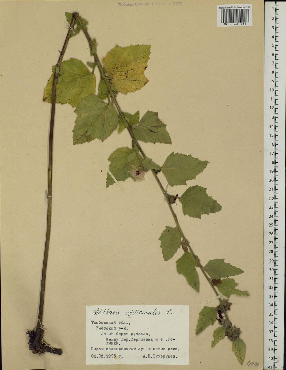 Althaea officinalis L., Eastern Europe, Central forest-and-steppe region (E6) (Russia)