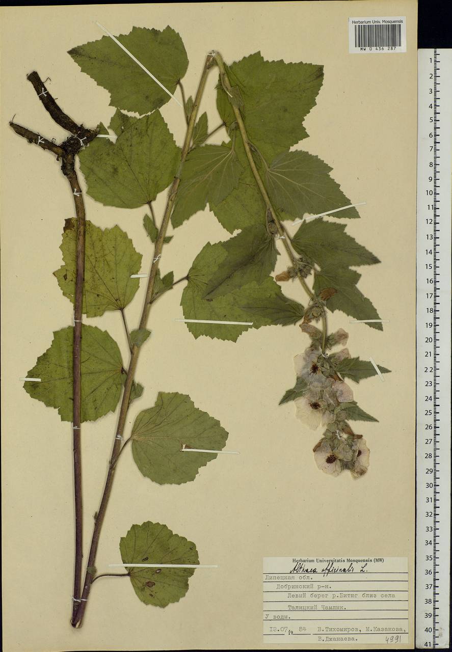 Althaea officinalis L., Eastern Europe, Central forest-and-steppe region (E6) (Russia)