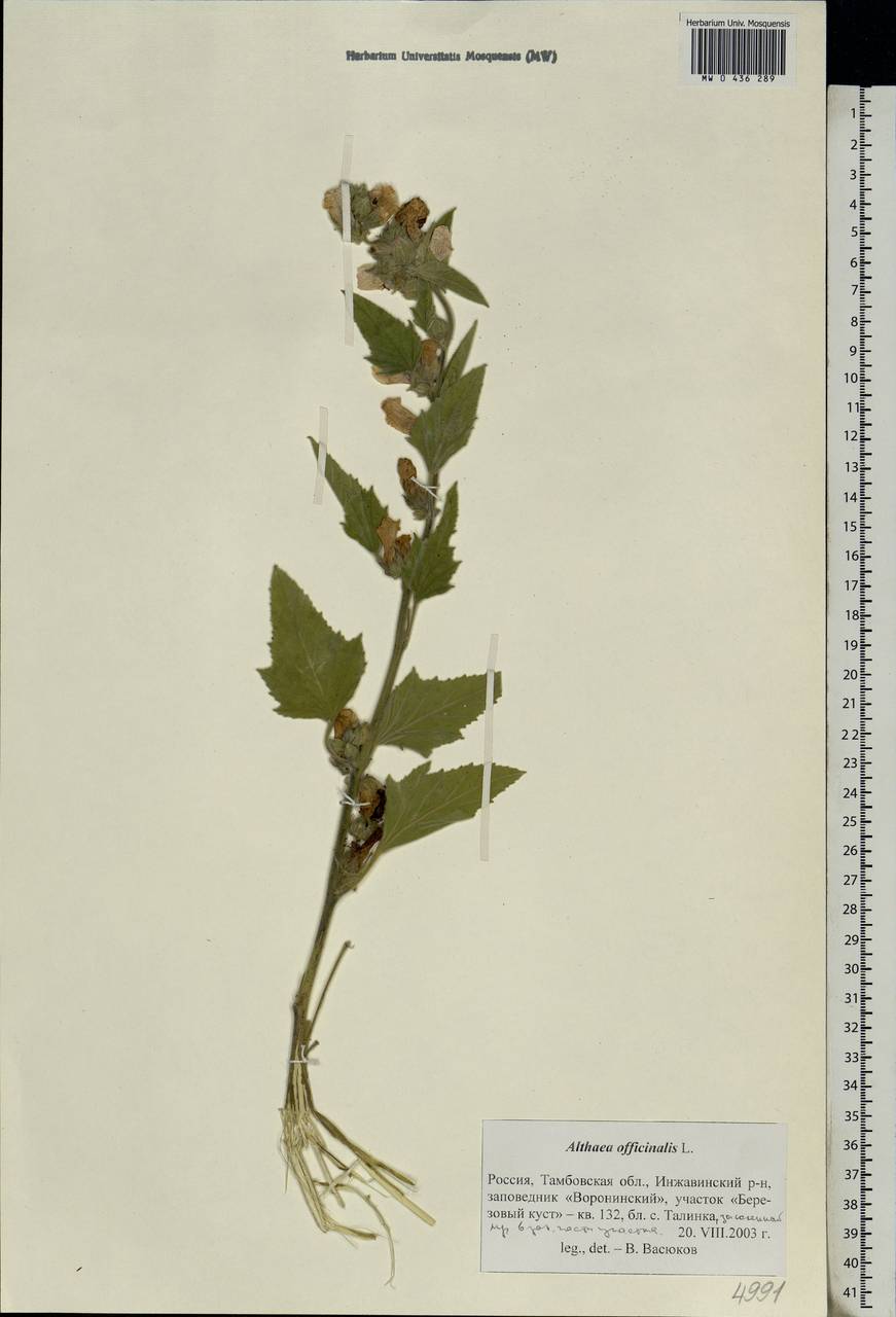 Althaea officinalis L., Eastern Europe, Central forest-and-steppe region (E6) (Russia)