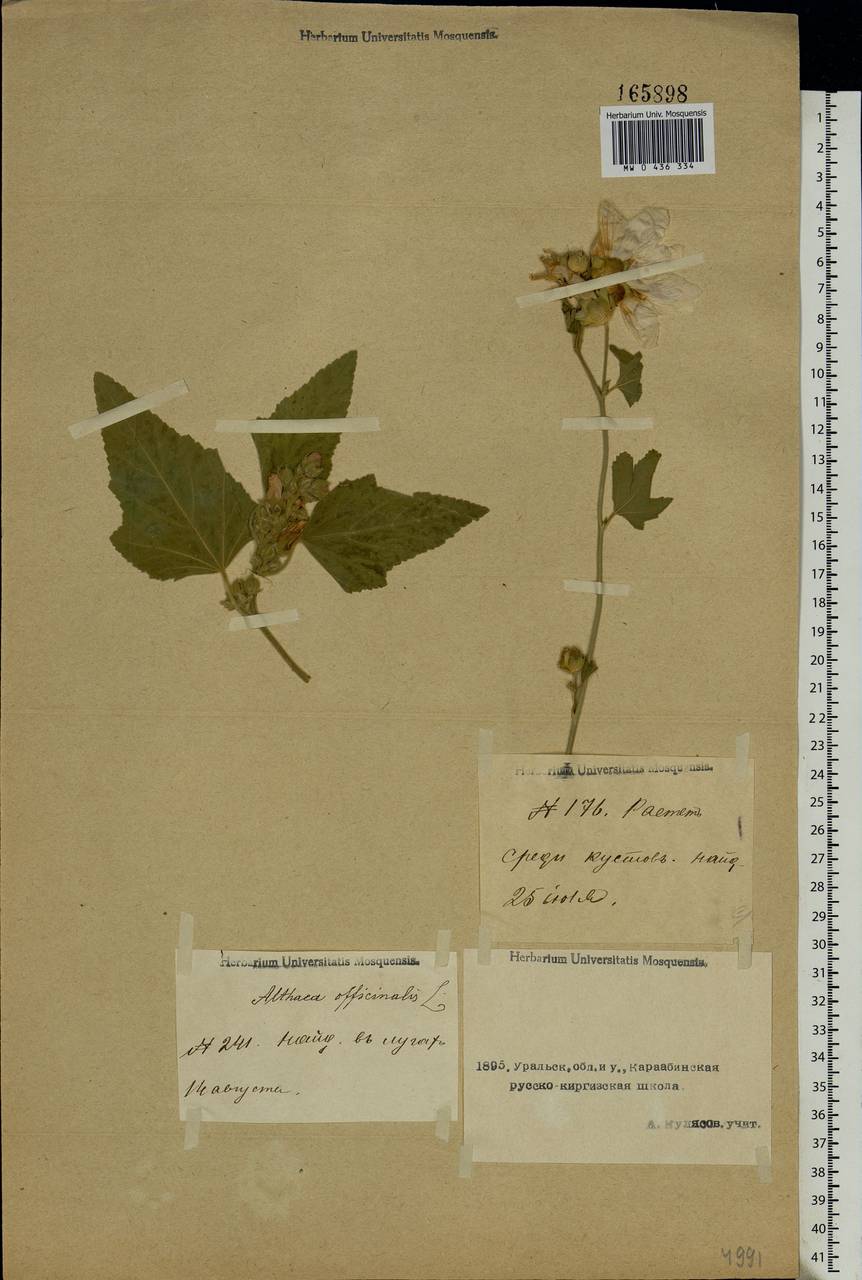 Althaea officinalis L., Middle Asia, Caspian Ustyurt & Northern Aralia (M8) (Kazakhstan)