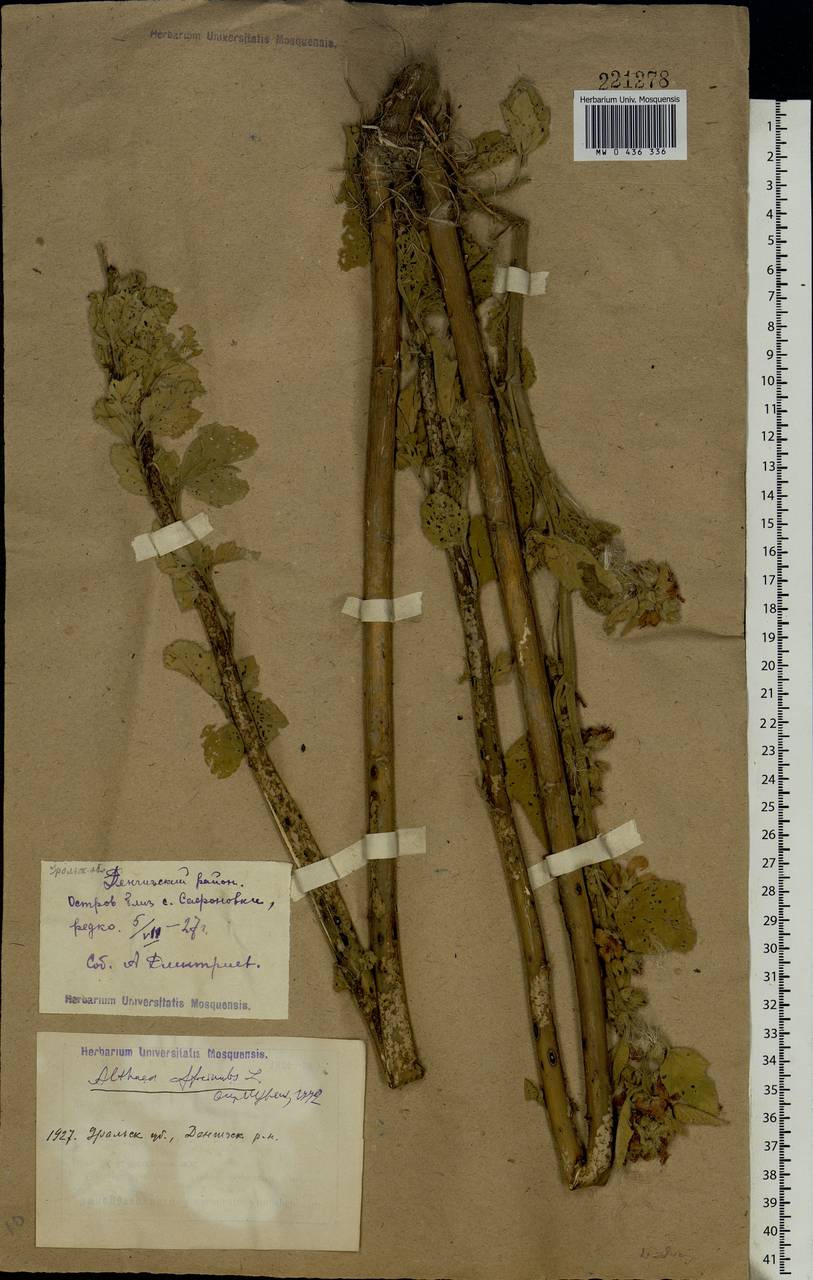 Althaea officinalis L., Middle Asia, Caspian Ustyurt & Northern Aralia (M8) (Kazakhstan)