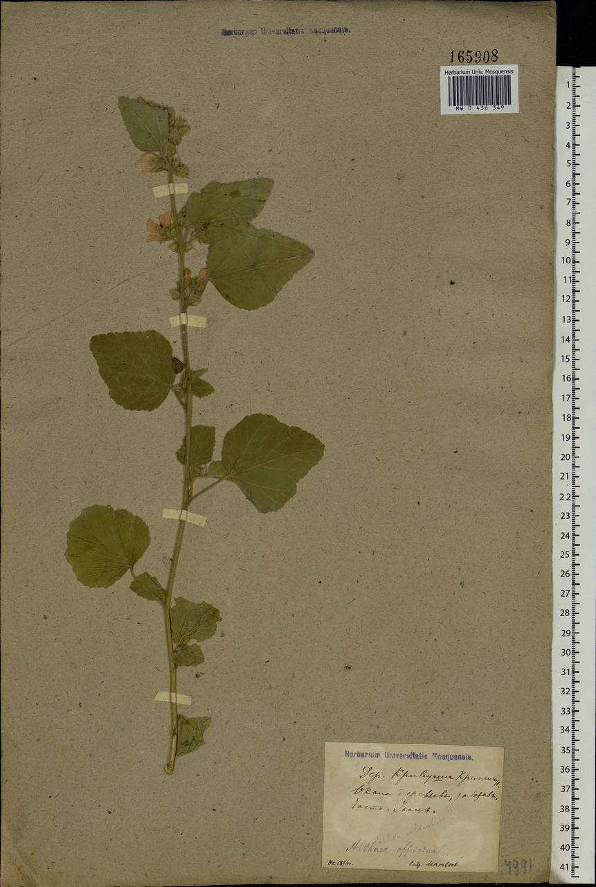Althaea officinalis L., Eastern Europe, North Ukrainian region (E11) (Ukraine)